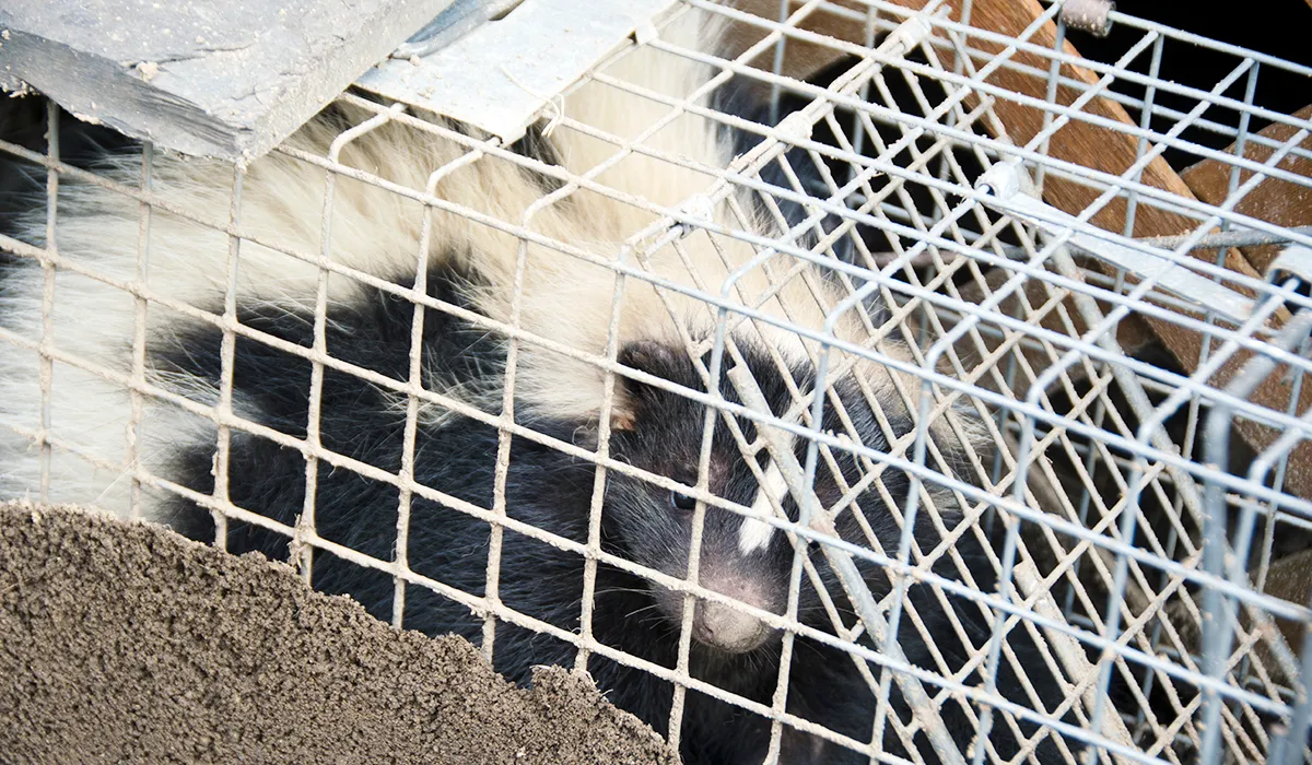 Skunk removal in Orange County