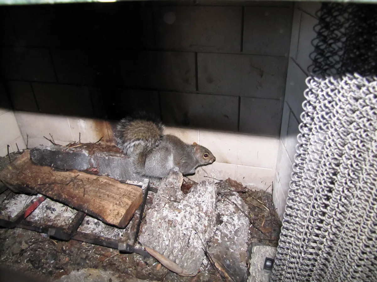 Squirrel fireplace removal in Warwick, Orange County