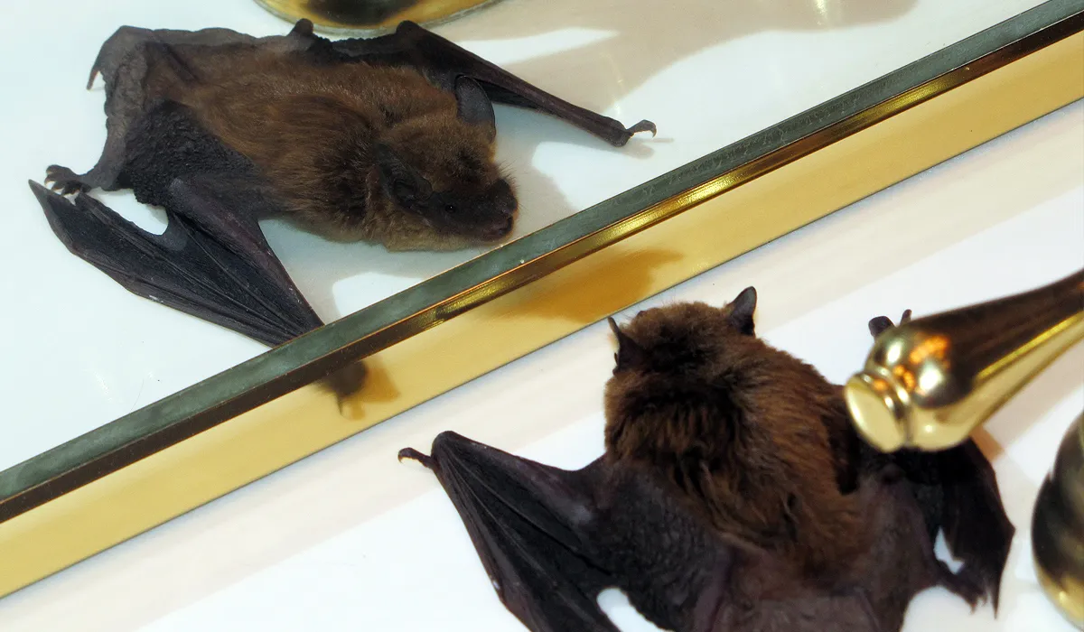 Bat removal and exclusion in Wayne, Passaic County