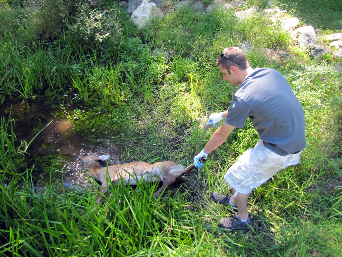 Dead deer removal in Passaic County