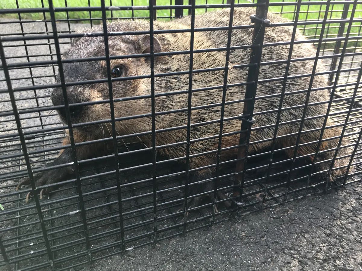 Groundhog trapped and removed, burrow sealed in Ringwood, Passaic County