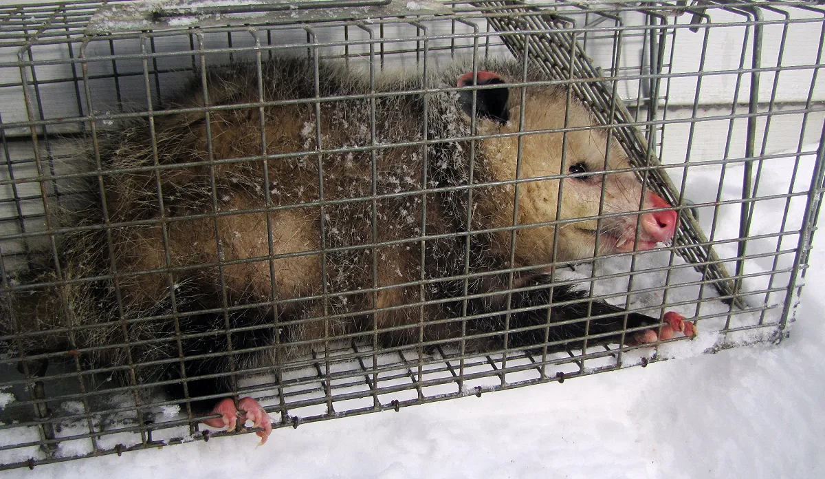 Opossum removed in Passaic County