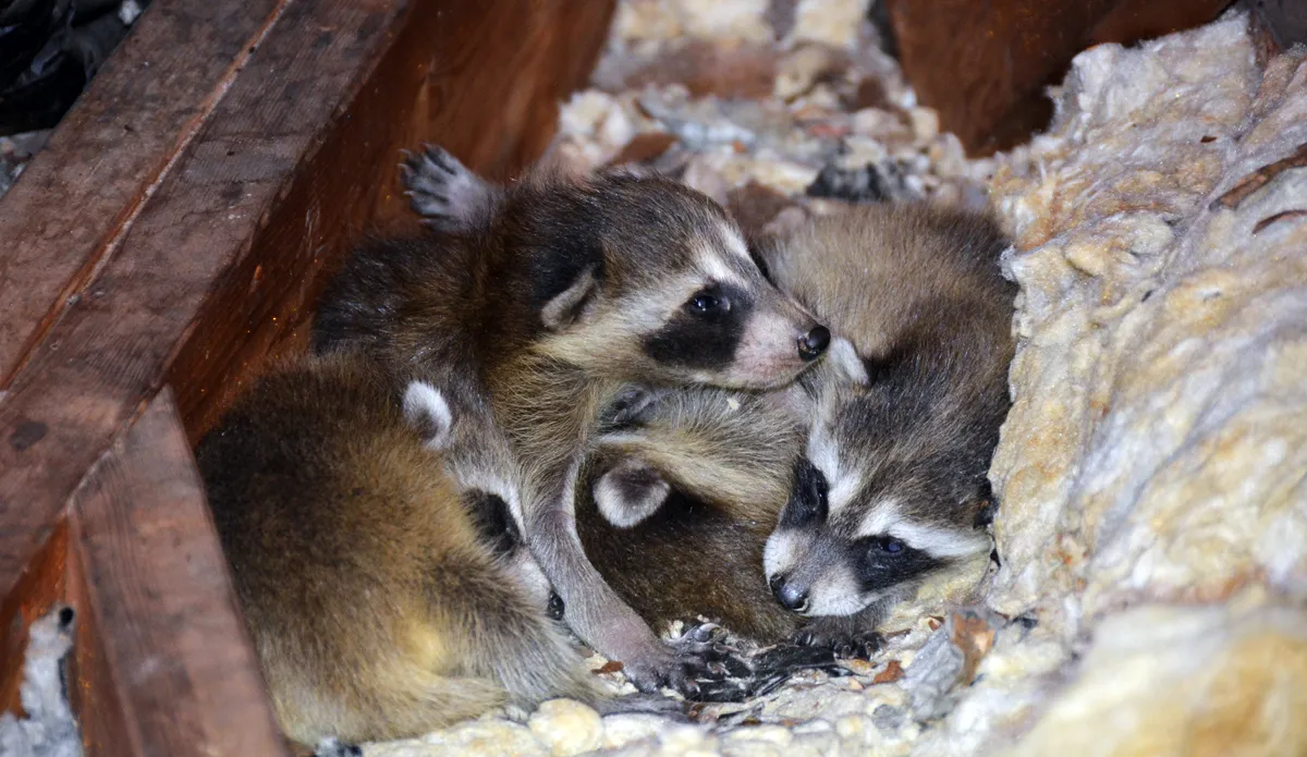 Raccoon entry sealed in Clifton, Passaic County