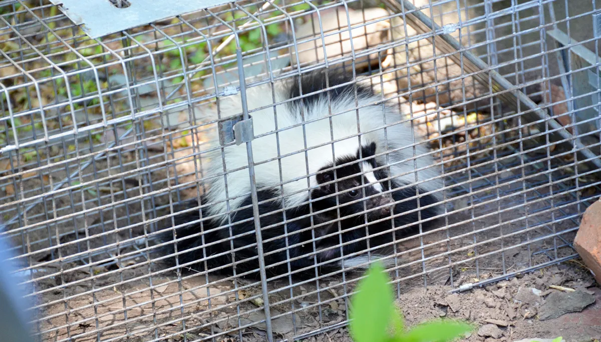 Skunk removal in Passaic County