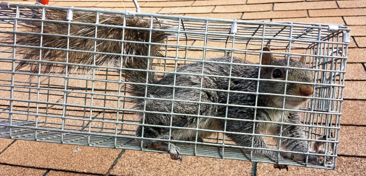 Squirrel damage repaired in Totowa, Passaic County