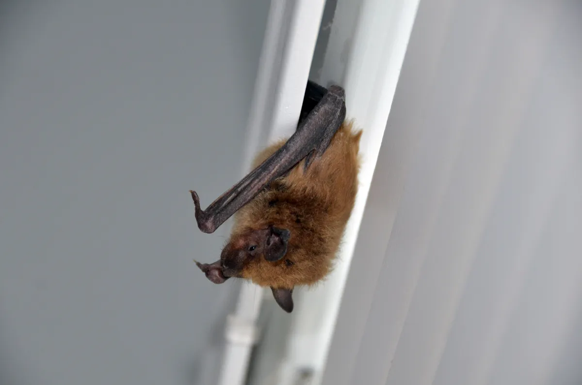 Bat removal and exclusion in Carmel, Putnam County