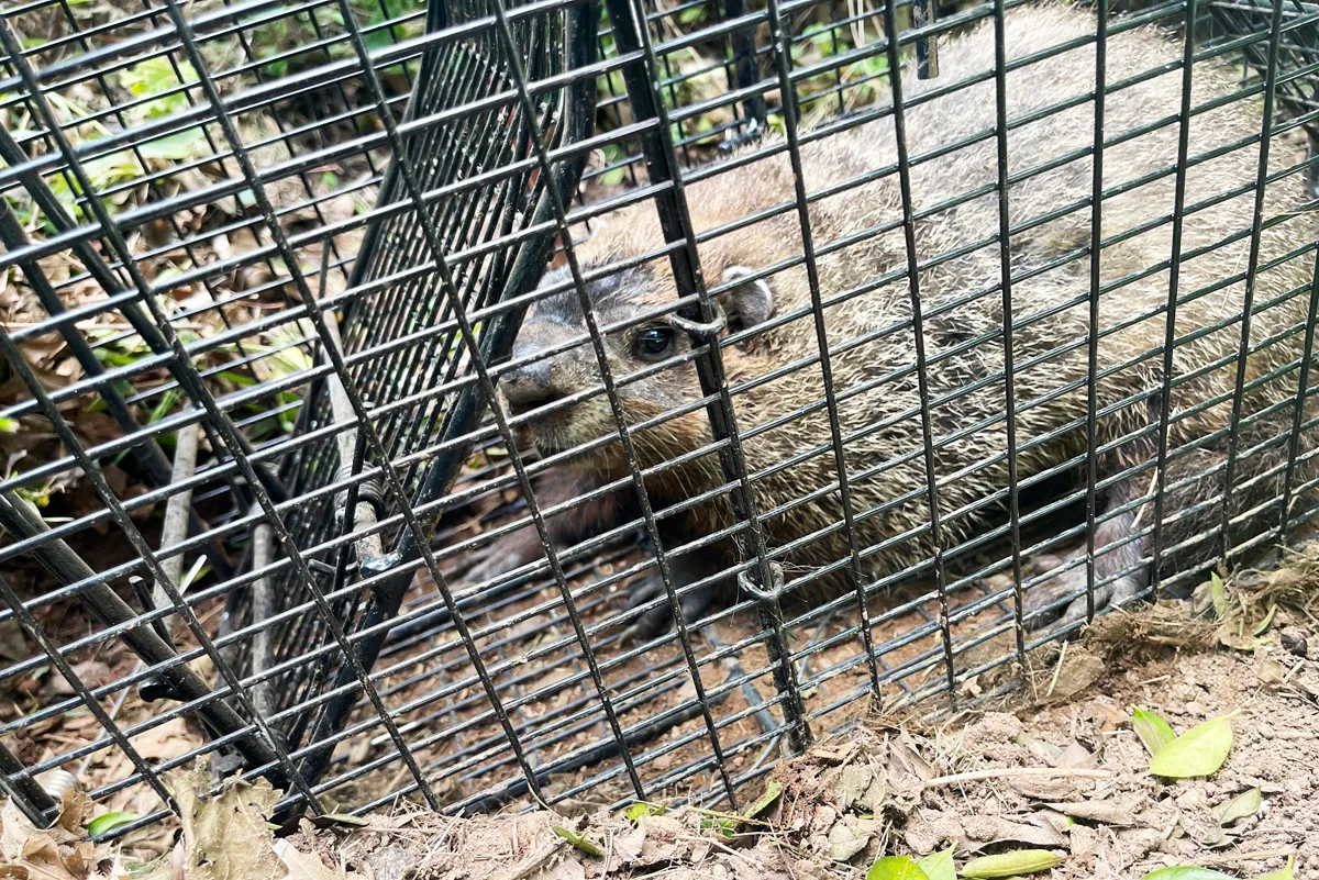Groundhog removal, burrow sealed in Garrison, Putnam County