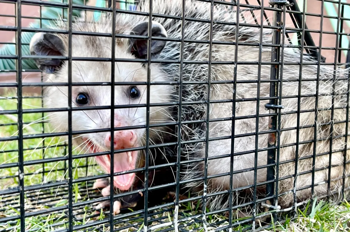 Opossum removed in Putnam County