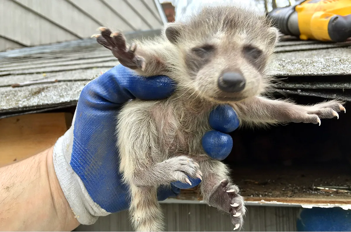 Raccoon removal and entry sealed in Brewster, Putnam County