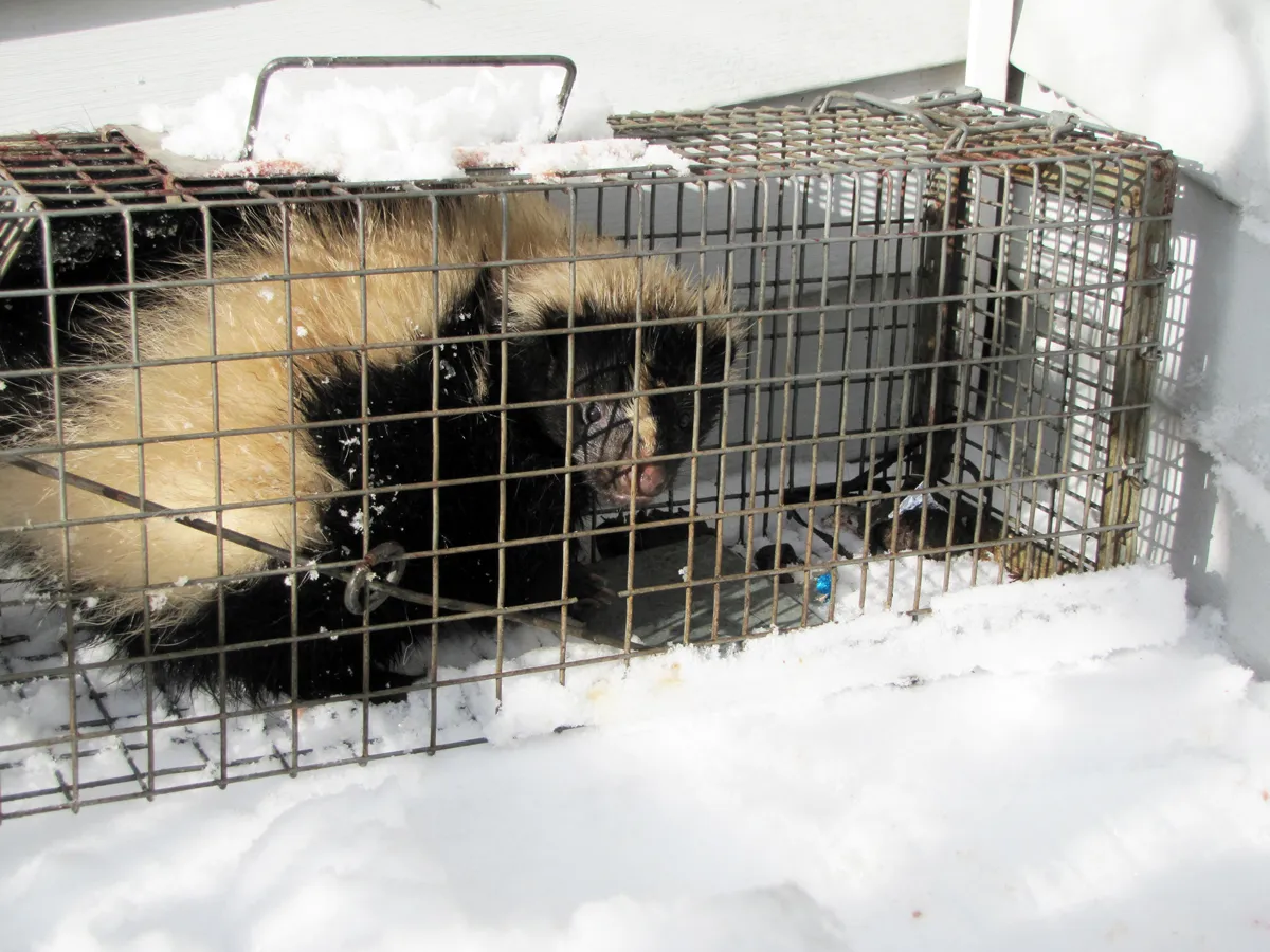 Skunk removal in Putnam County