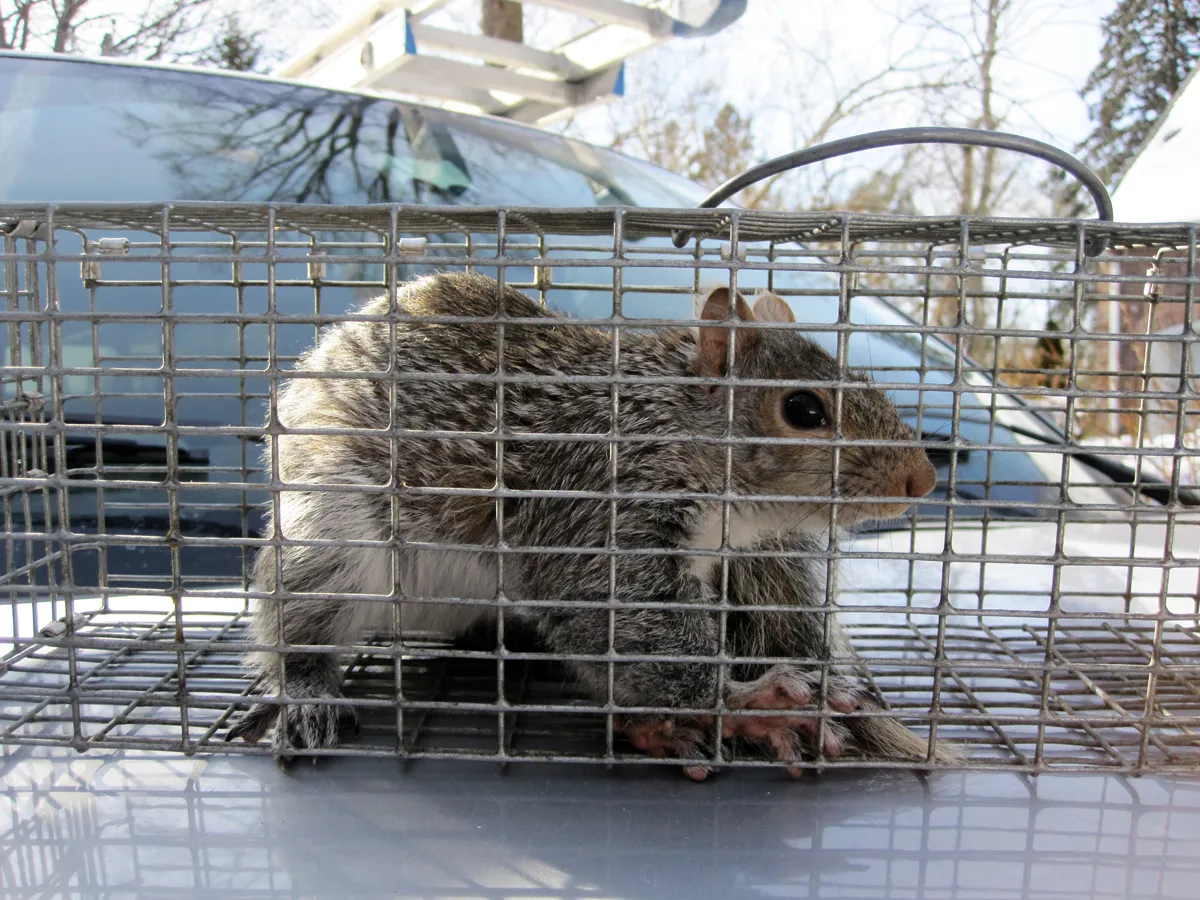 Squirrel damage repaired in Cold Spring, Putnam County