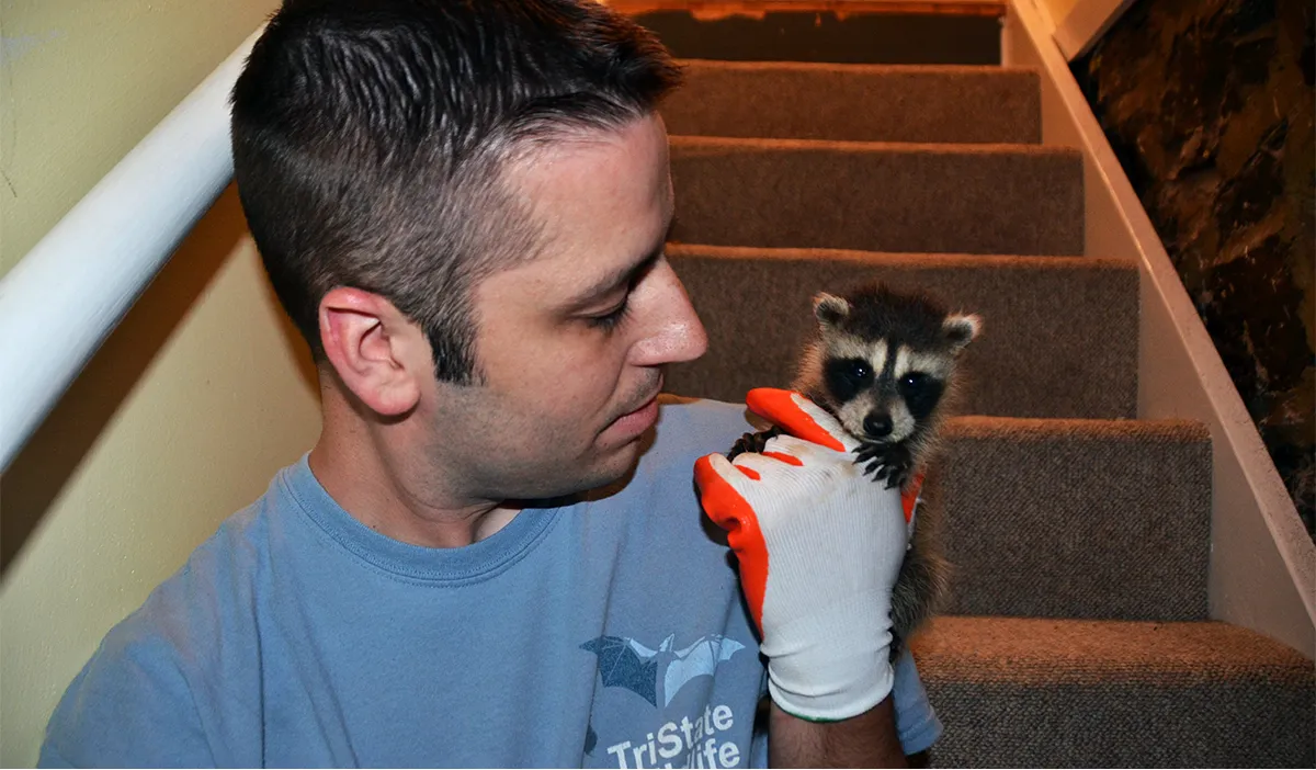 Baby raccoon humane rescue