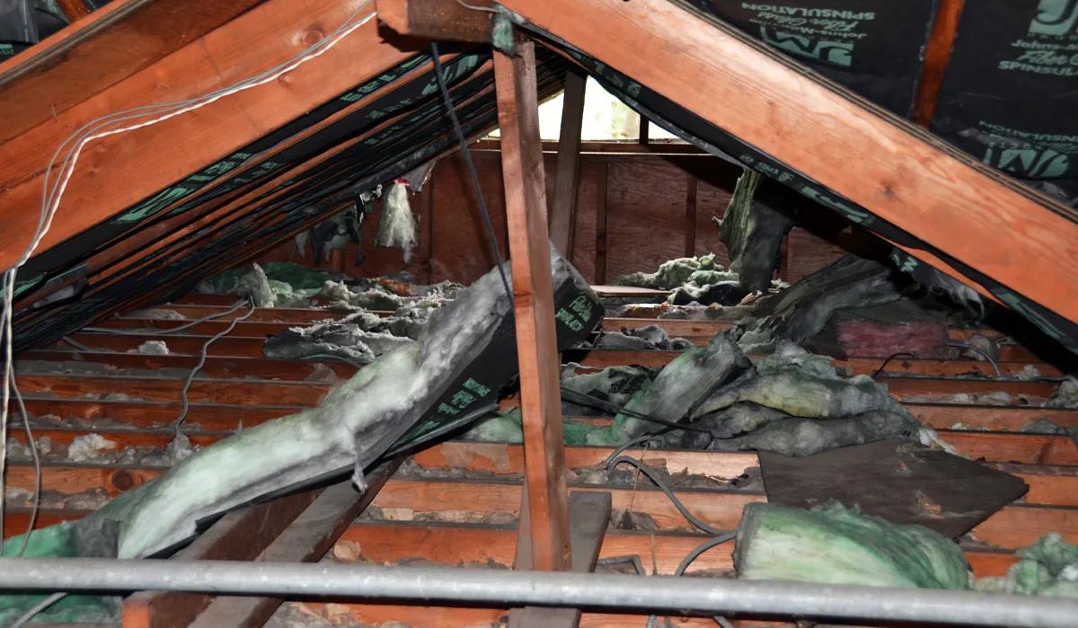 Raccoon damage contaminated insulation
