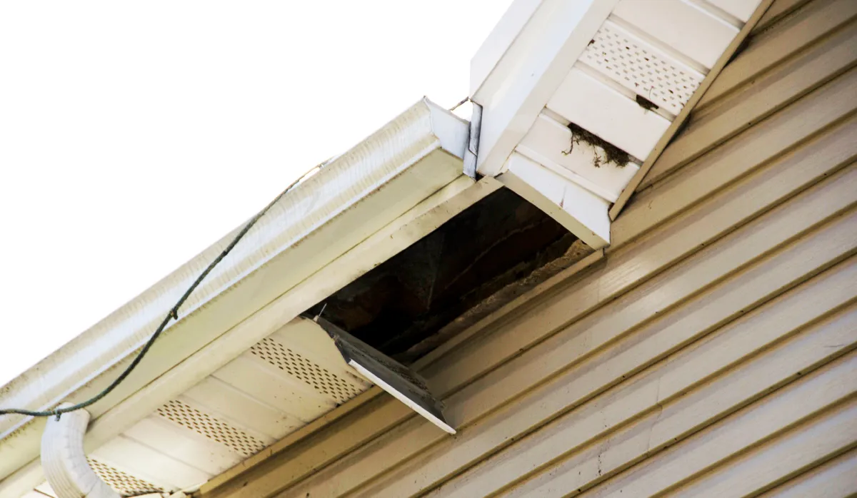 Raccoon damage to soffit and fascia