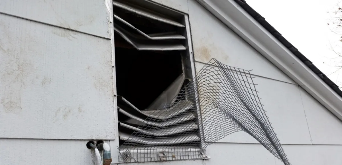 Raccoon entry point at attic vent