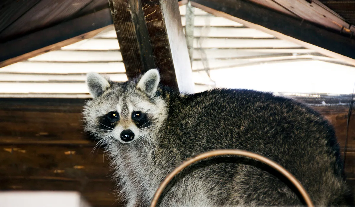 Raccoon in attic removal