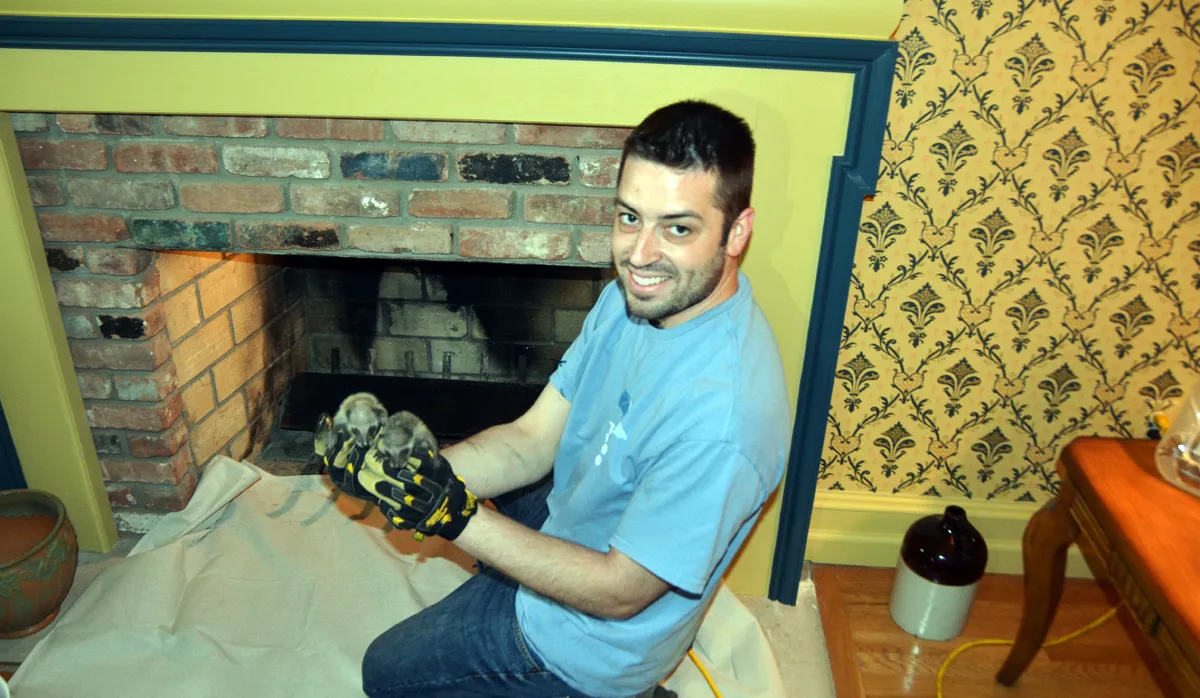 Raccoon in chimney removal