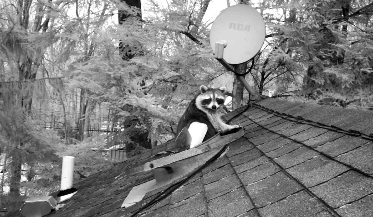 Raccoon on roof at entry point
