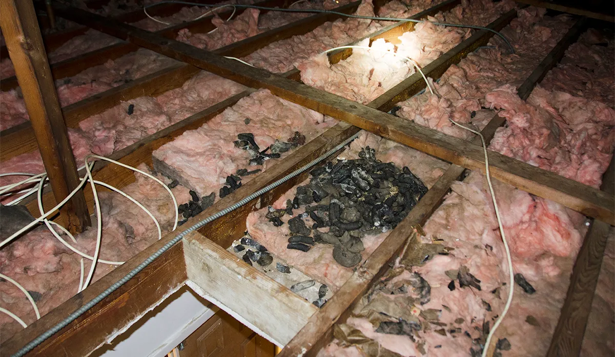 Raccoon poop in attic cleanup