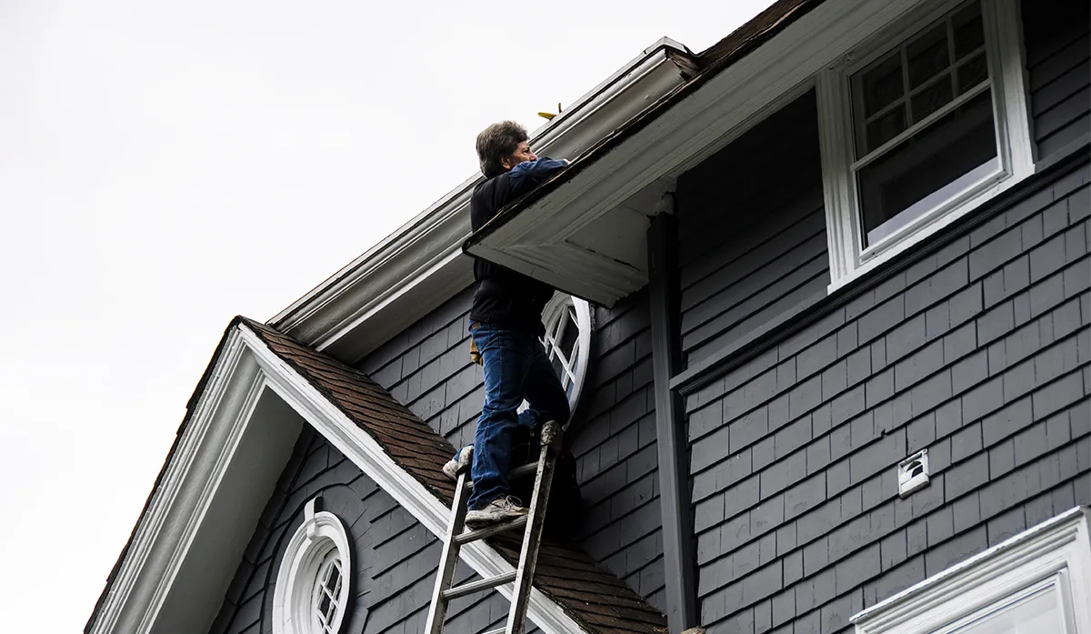 Raccoon removal cost estimate inspection