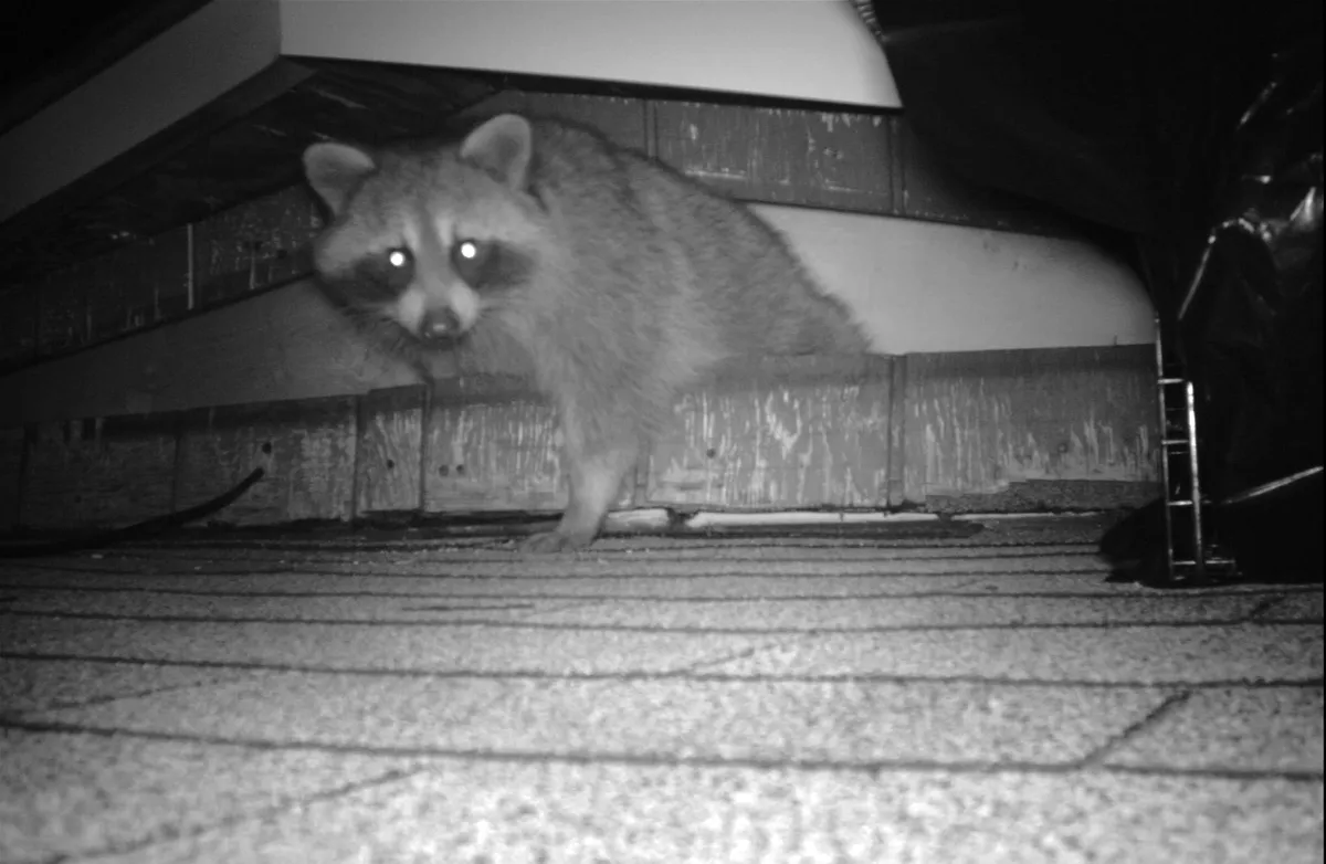 Raccoon removal night camera