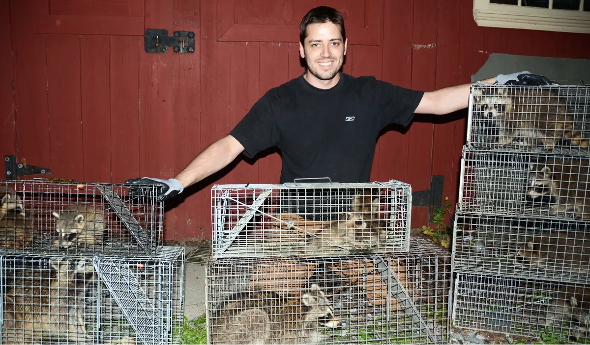 Raccoon trap humane relocation