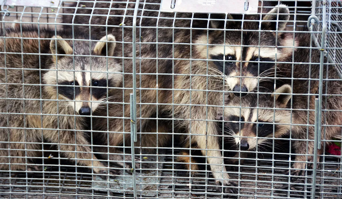 Raccoon under deck removal