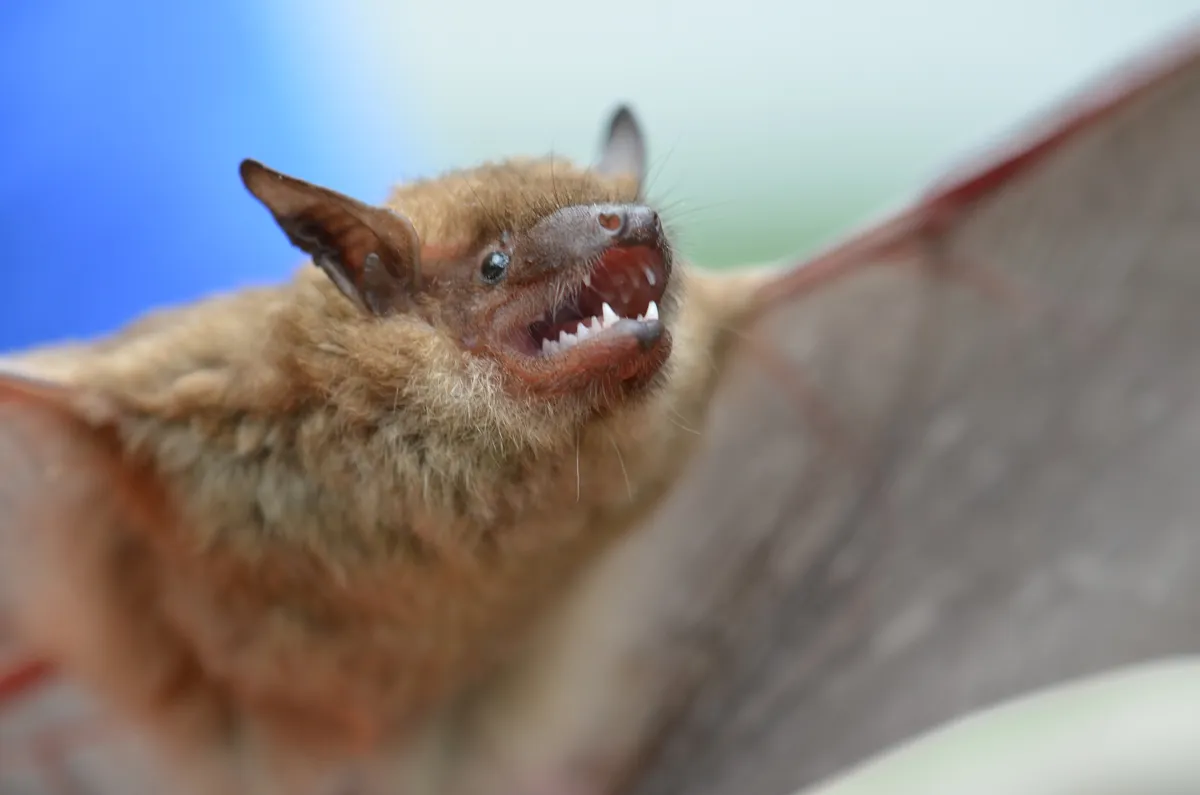 Bat removal and bat exclusion in New City, Rockland County
