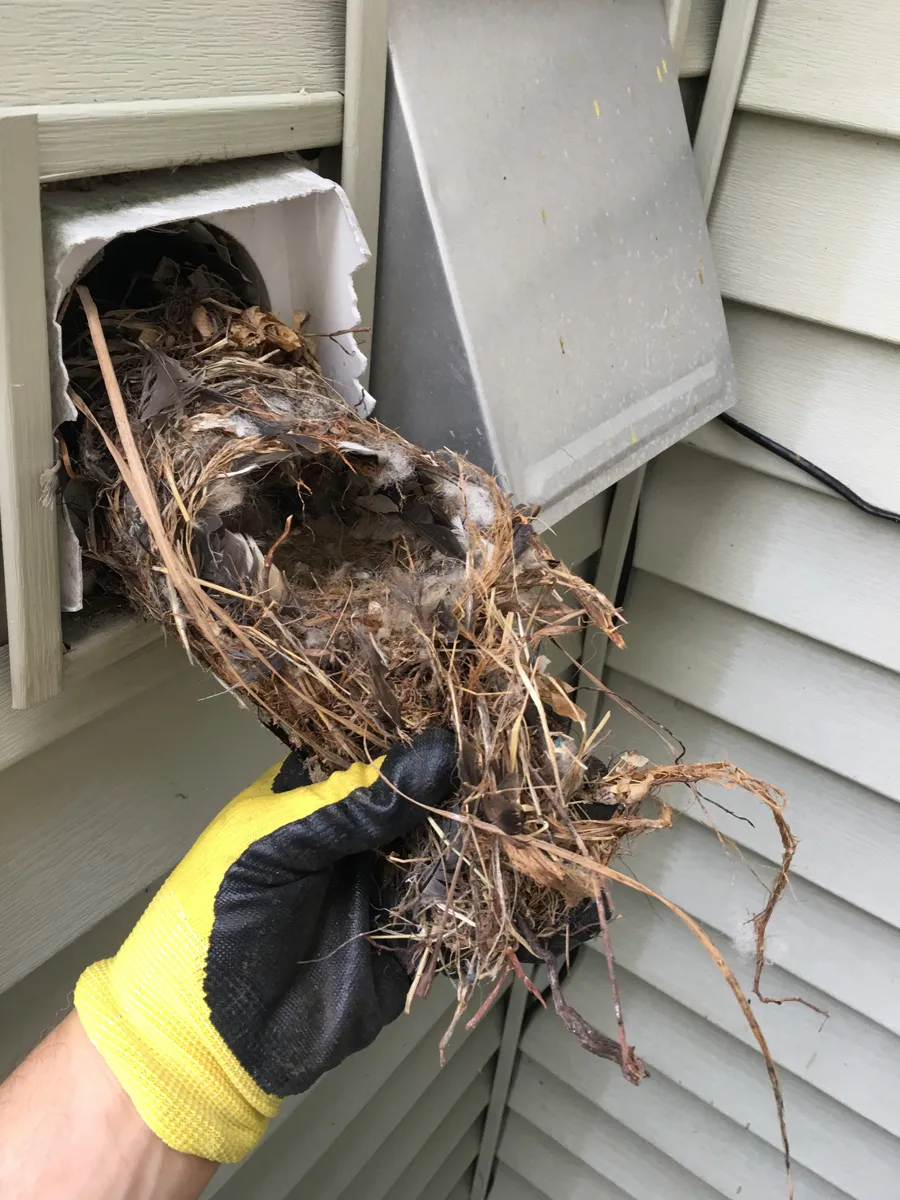 Bird nest removed in Nanuet, Rockland County