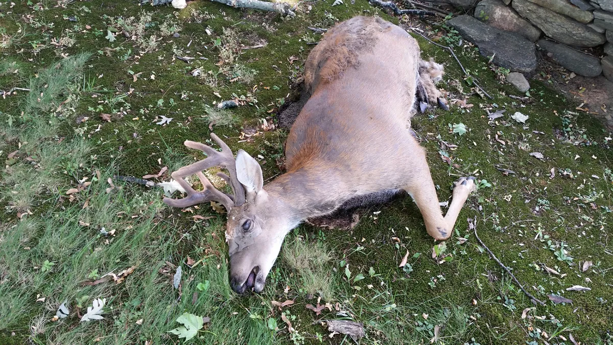 Dead deer removal in Rockland County