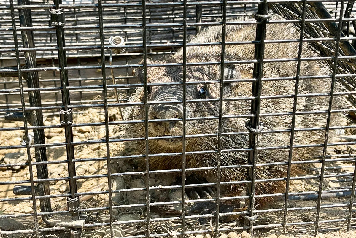Groundhog removal and burrow sealed in Congers, Rockland County