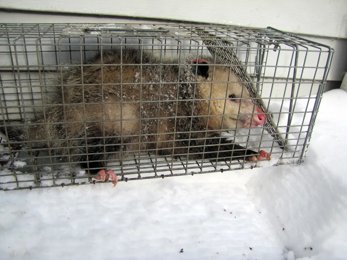 Opossum removed in Rockland County