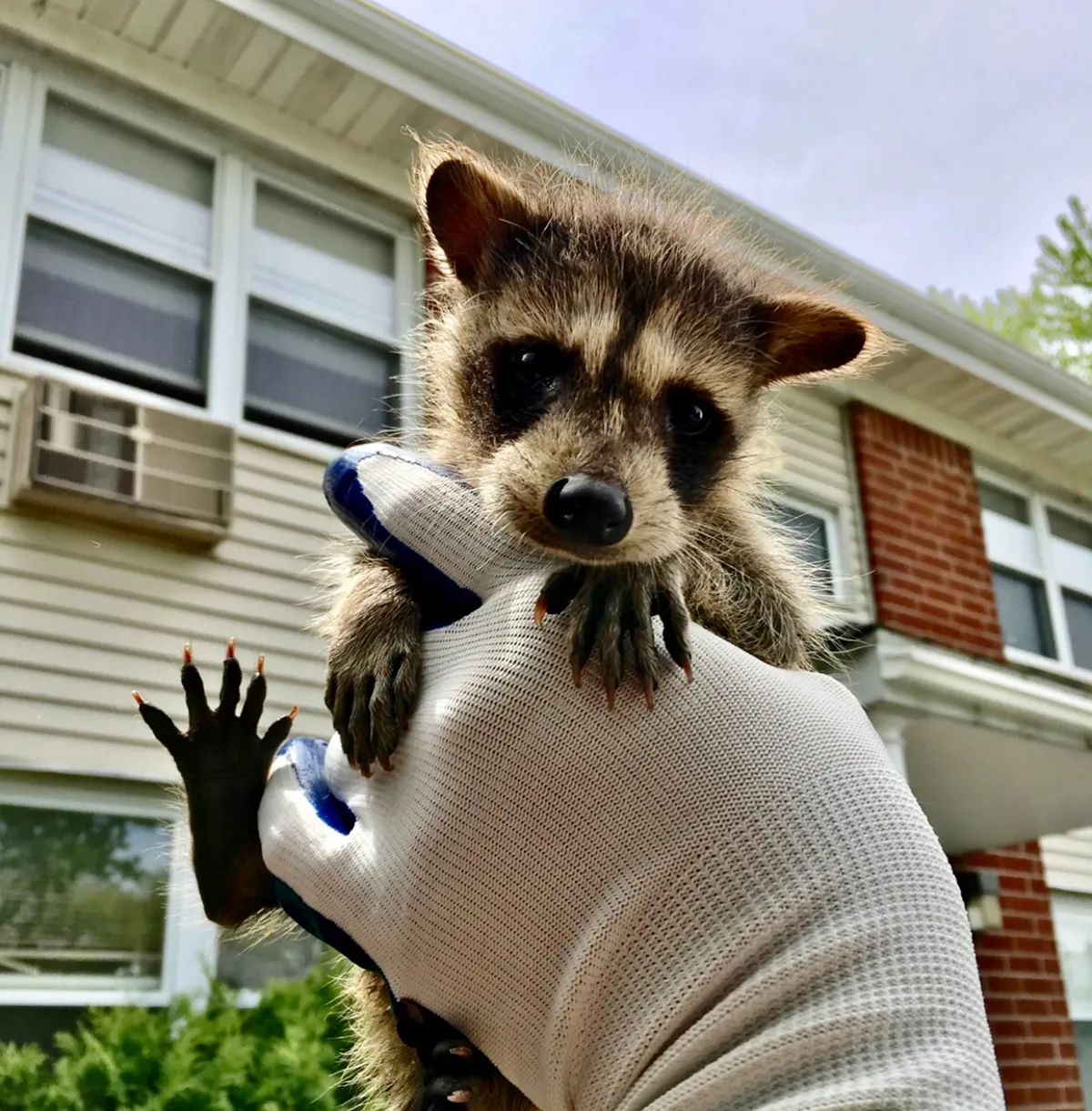 Raccoon removal and entry sealed in Suffern, Rockland County