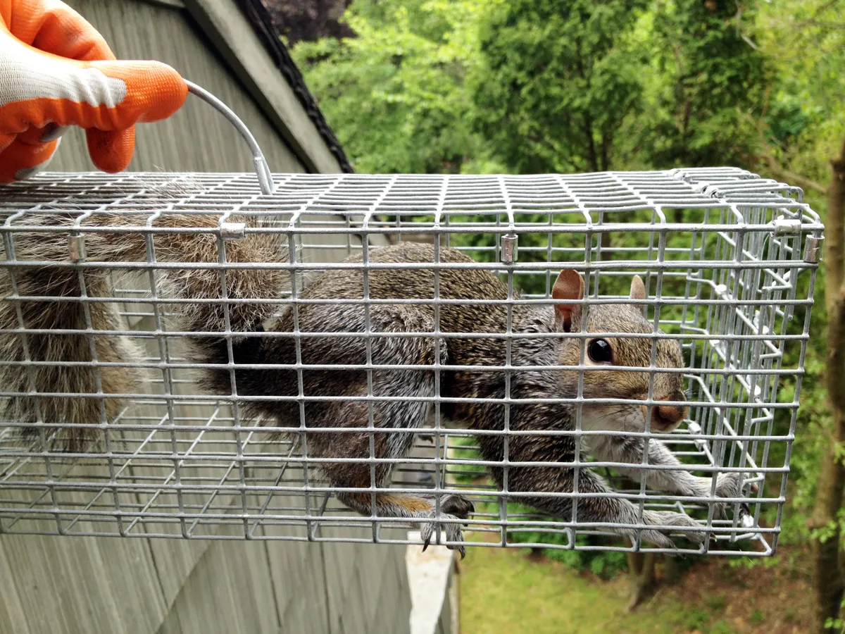 Squirrel damage repaired in Spring Valley, Rockland County