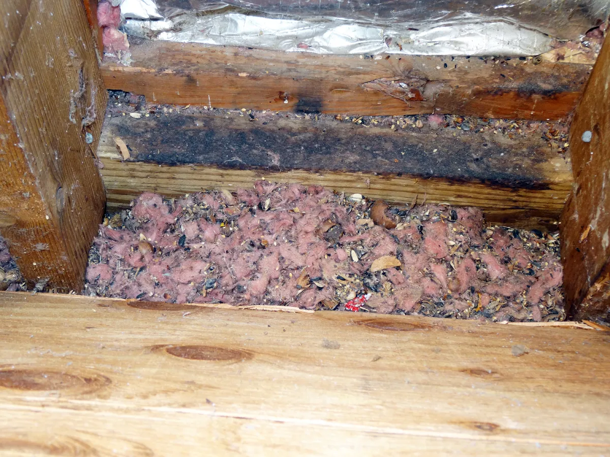 Mice in walls evidence
