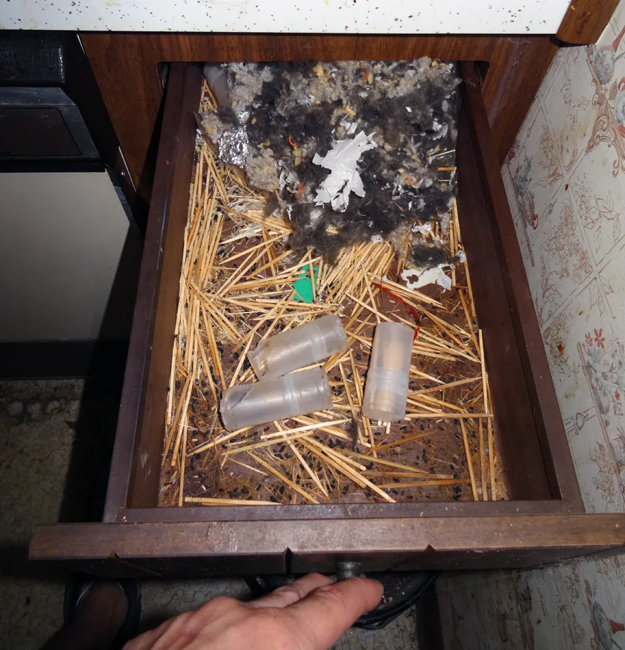 Mouse droppings in kitchen cabinet