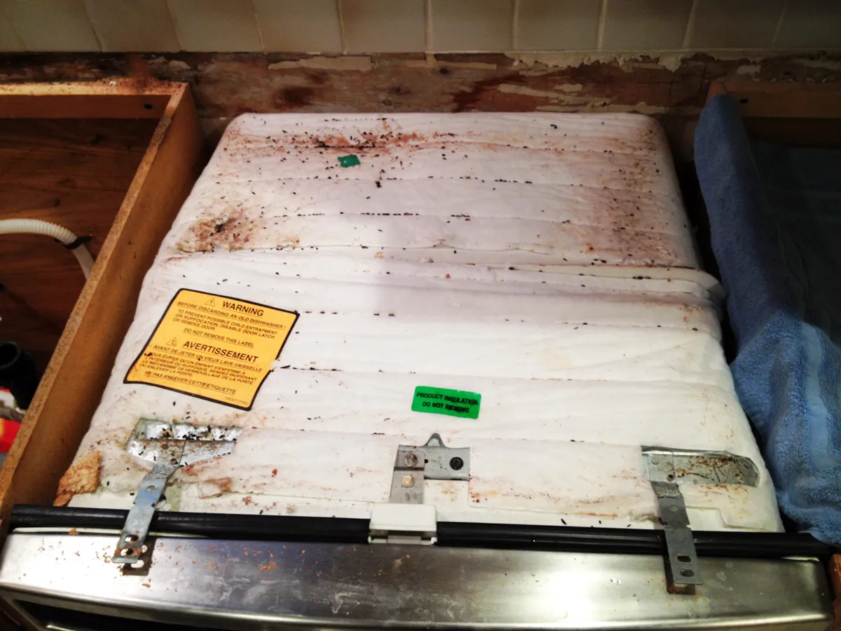 Mouse droppings in kitchen