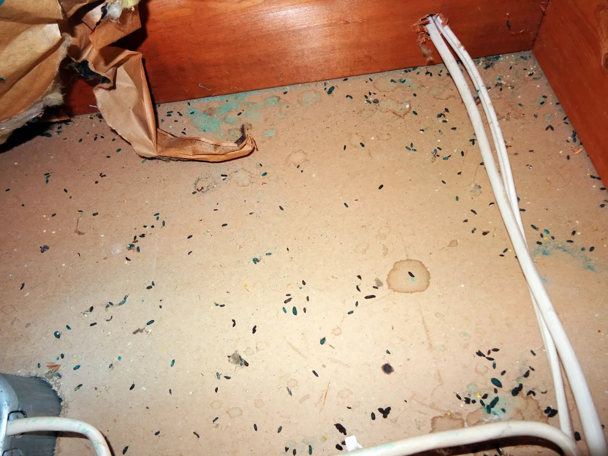 Mouse droppings under attic insulation