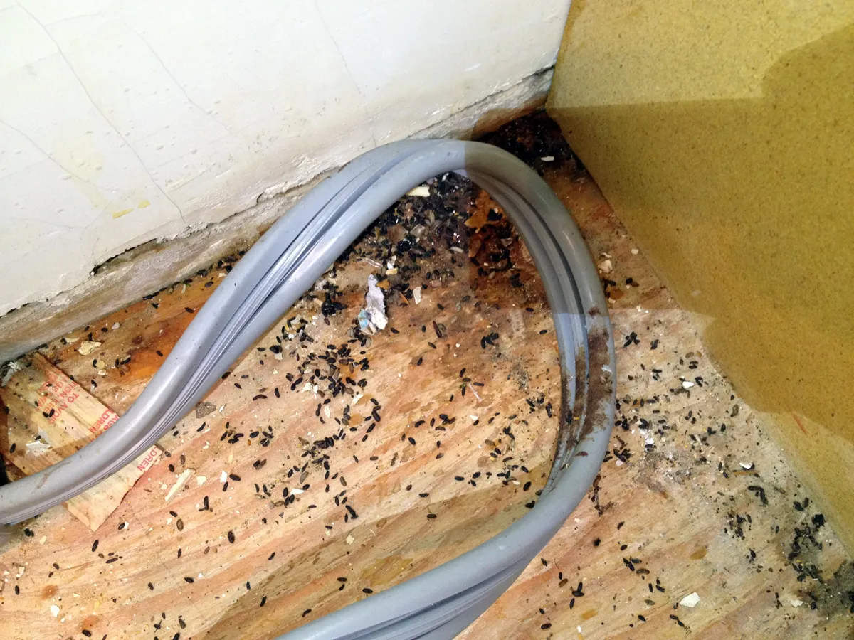 Mouse droppings under stove