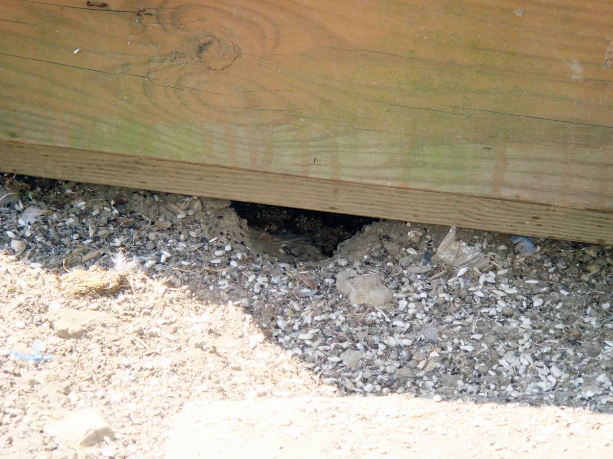 Rat burrow at foundation