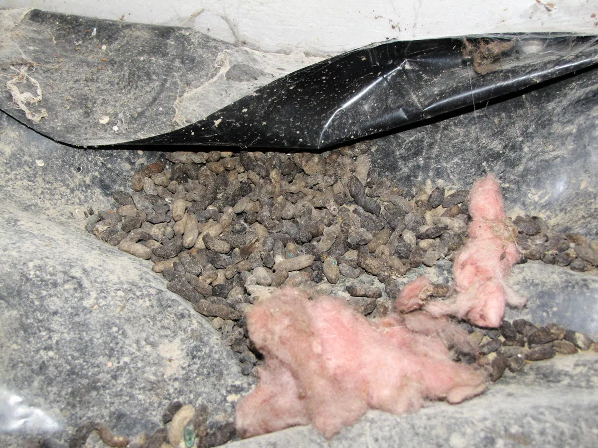 Rat infestation signs