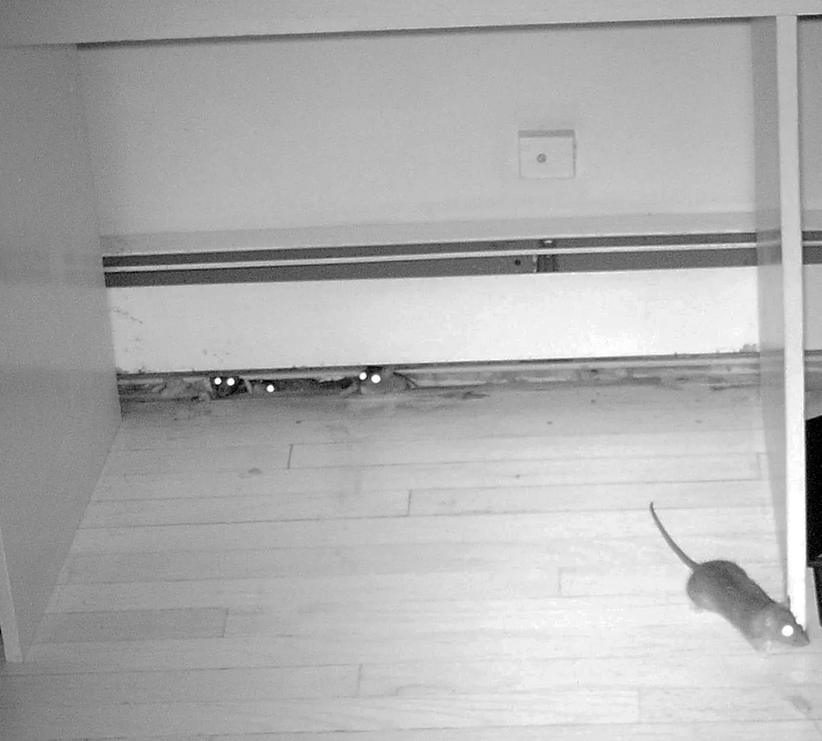 Rats caught on camera