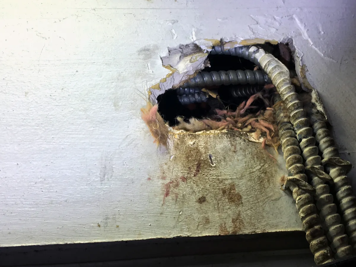 Rats nesting in walls
