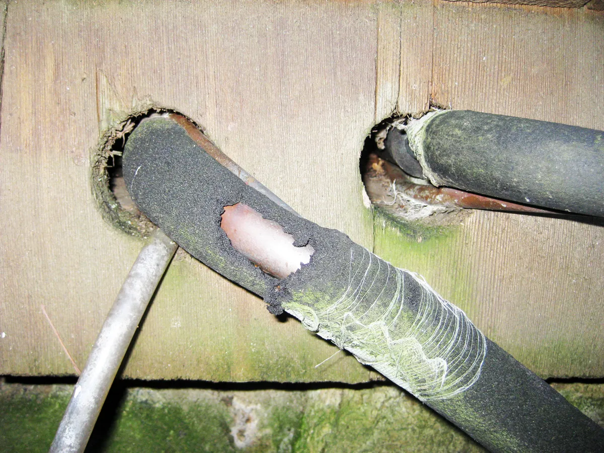 Rodent entry points