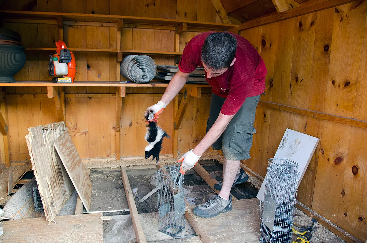 Baby skunk removed from under shed