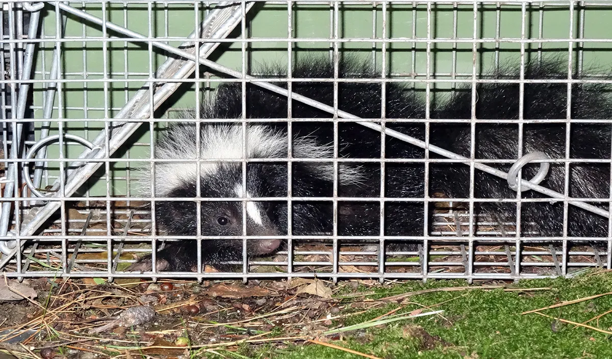 Get rid of skunk smell remediation