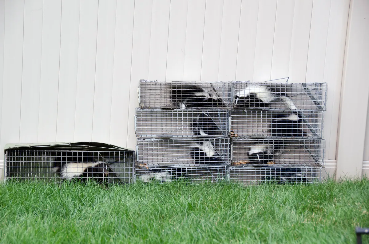 Mother and eight baby skunks removed