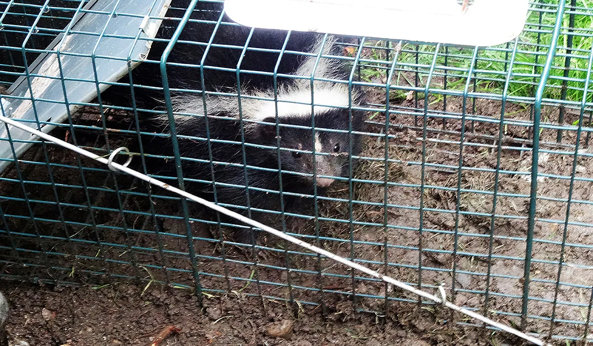 Skunk control