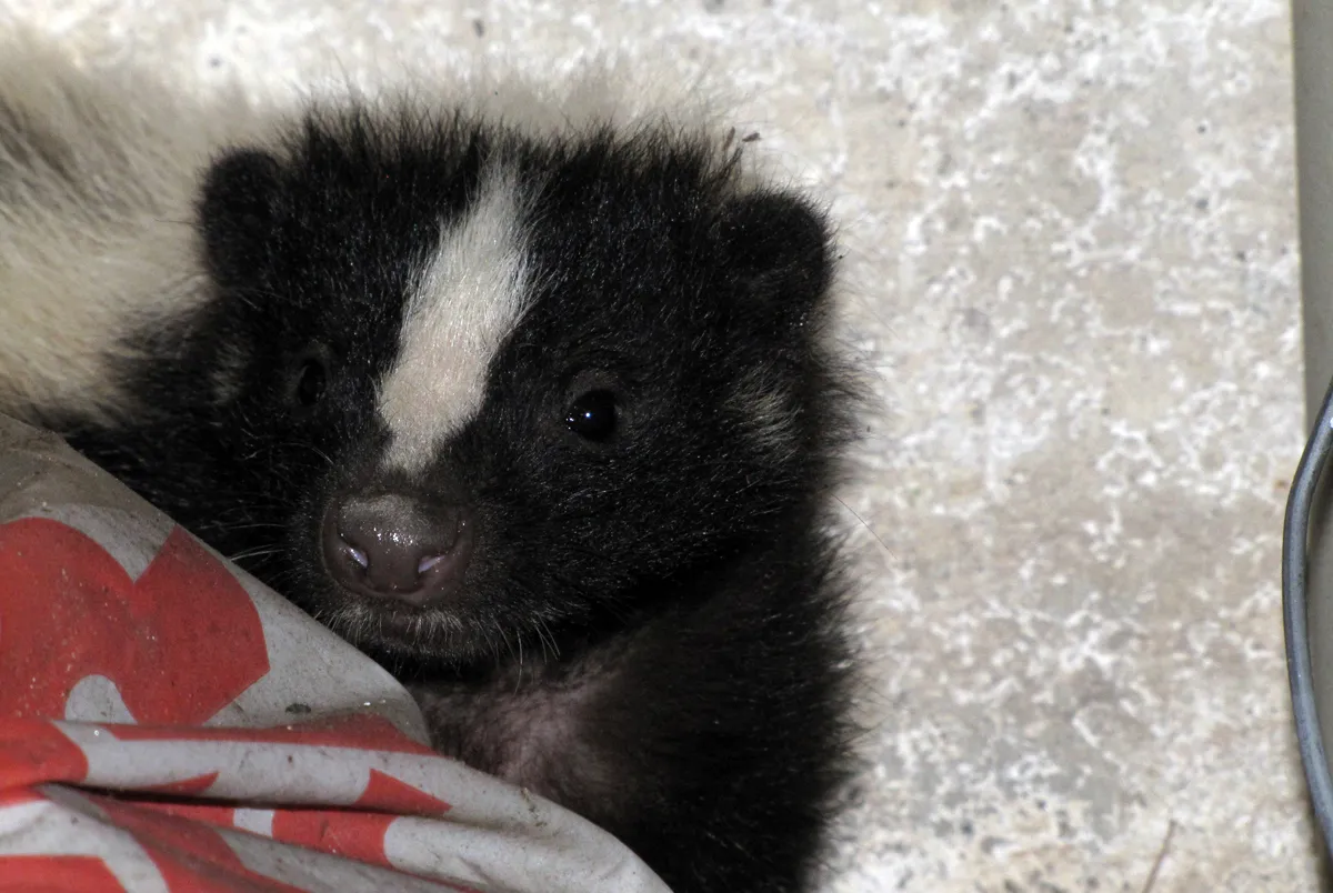 Skunk in garage removal
