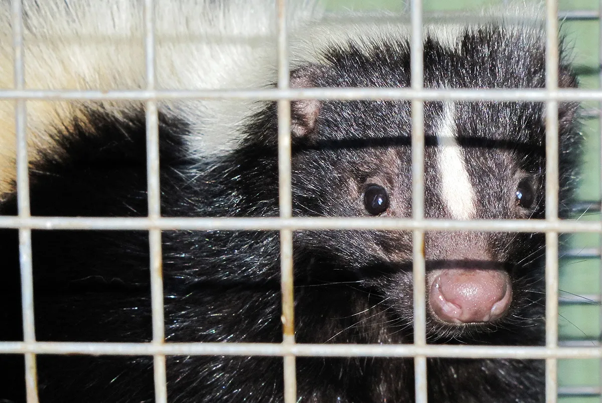 Skunk removal cost estimate
